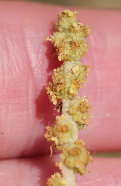 Atriplex glauca, photographed by Millie Basden