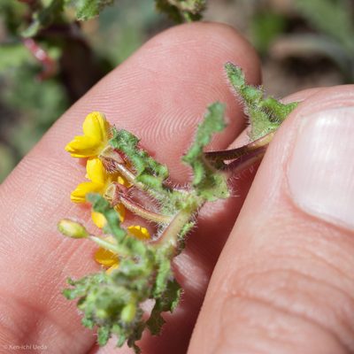 Camissoniopsis intermedia, photographed by Ken-ichi Ueda