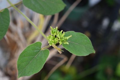 Gonolobus stenosepalus, photographed by Neptalí Ramírez Marcial