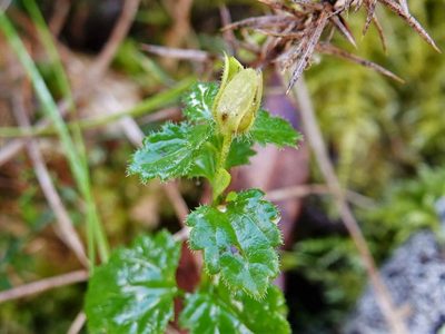 Veronica calycina, photographed by Jacqui Geux
