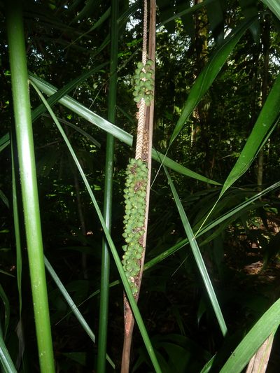 Neonicholsonia watsonii, photographed by Eduardo Chacón Madrigal