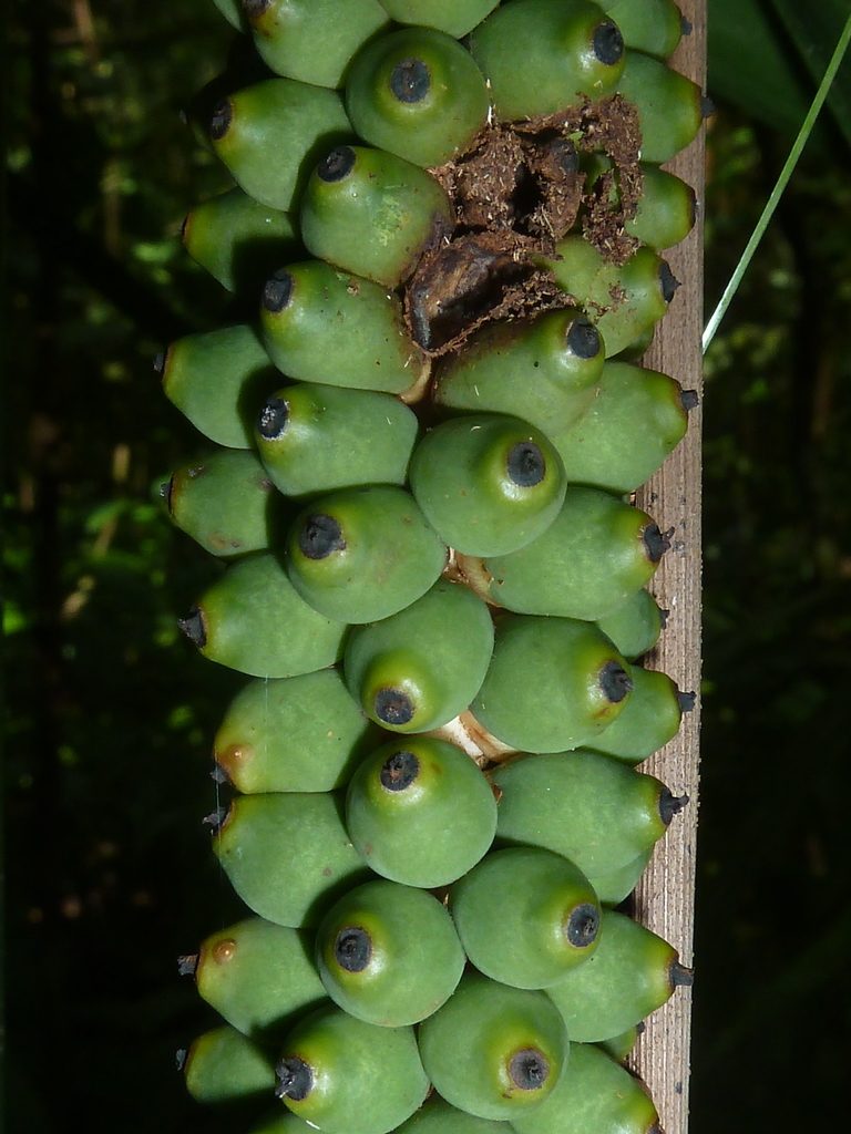 Neonicholsonia watsonii, photographed by Eduardo Chacón Madrigal