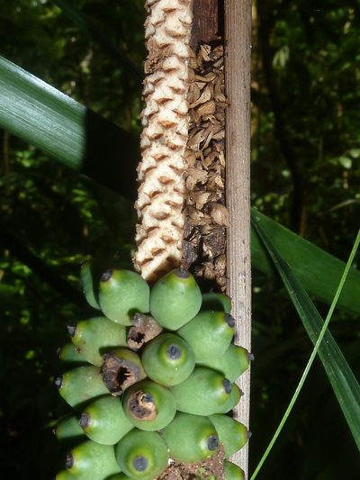 Neonicholsonia watsonii, photographed by Eduardo Chacón Madrigal