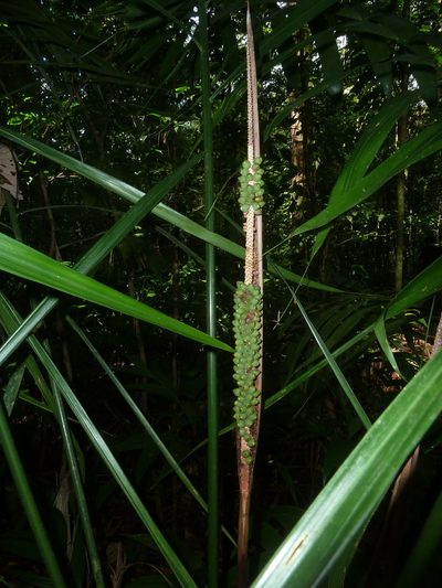 Neonicholsonia watsonii, photographed by Eduardo Chacón Madrigal
