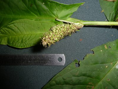 Piper sagittifolium, photographed by Eduardo Chacón Madrigal