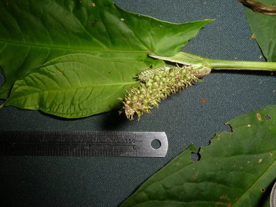 Piper sagittifolium, photographed by Eduardo Chacón Madrigal