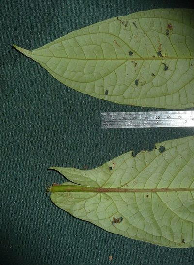 Piper sagittifolium, photographed by Eduardo Chacón Madrigal