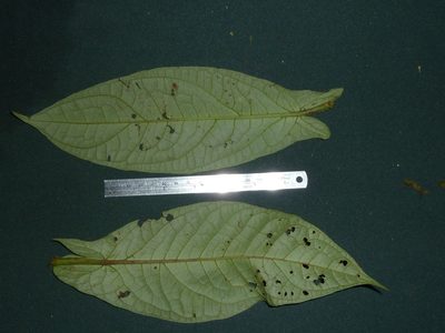 Piper sagittifolium, photographed by Eduardo Chacón Madrigal