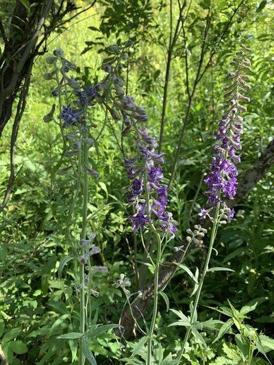 Delphinium occidentale, photographed by Whitney Brook Matson