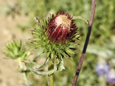 Cirsium andersonii, photographed by Frances Oliver