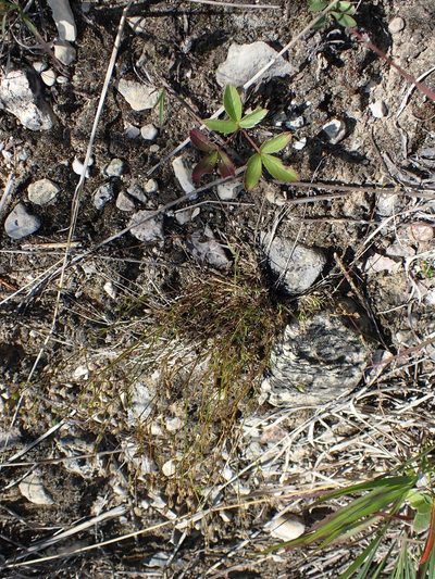 Sabulina dawsonensis, photographed by Mary Krieger