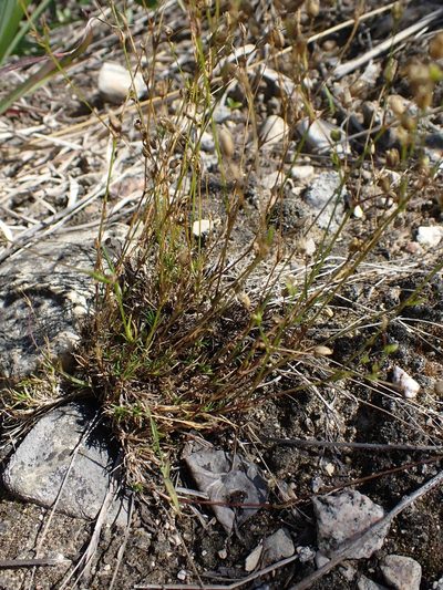 Sabulina dawsonensis, photographed by Mary Krieger