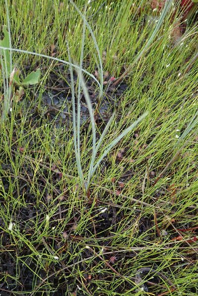 Carex livida, photographed by Rob Foster