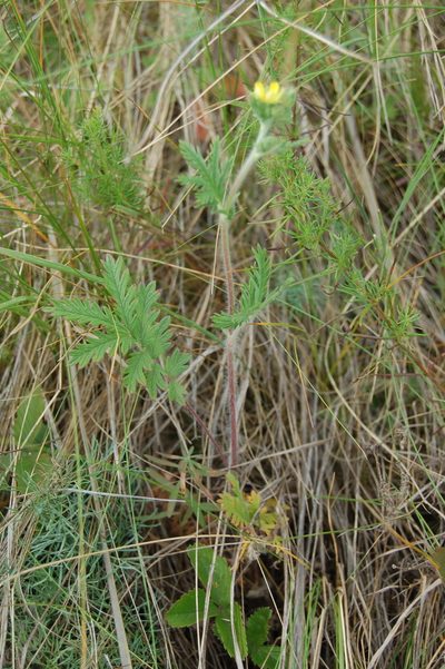Potentilla conferta, photographed by Alexander Dubynin