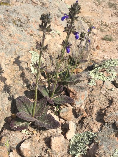 Salvia nana, photographed by Erick Vélez Sánchez