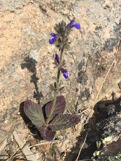 Salvia nana, photographed by Erick Vélez Sánchez