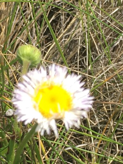 Erigeron glabellus, photographed by Eric Lamb