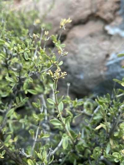 Fendlerella utahensis, photographed by Matt Berger