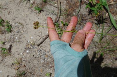 Rhynchospora caduca, photographed by Eric Knight