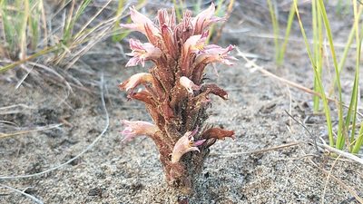 Orobanche corymbosa, photographed by Doug Macaulay