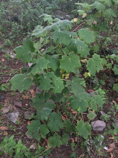 Roldana angulifolia, photographed by Erick Vélez Sánchez