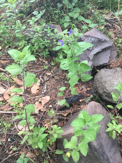 Salvia zamoranensis, photographed by Erick Vélez Sánchez