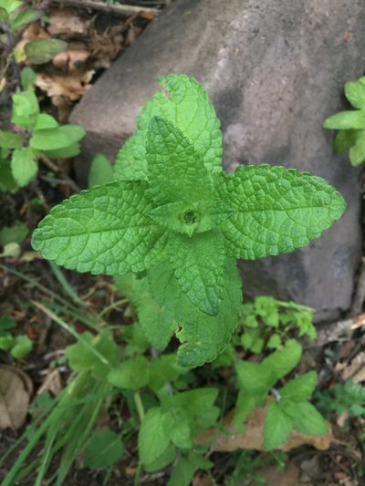 Salvia zamoranensis, photographed by Erick Vélez Sánchez