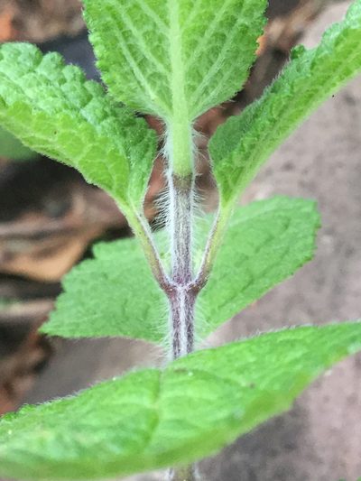 Salvia zamoranensis, photographed by Erick Vélez Sánchez