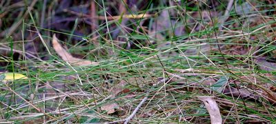 Tetrarrhena juncea, photographed by Peter Crowcroft