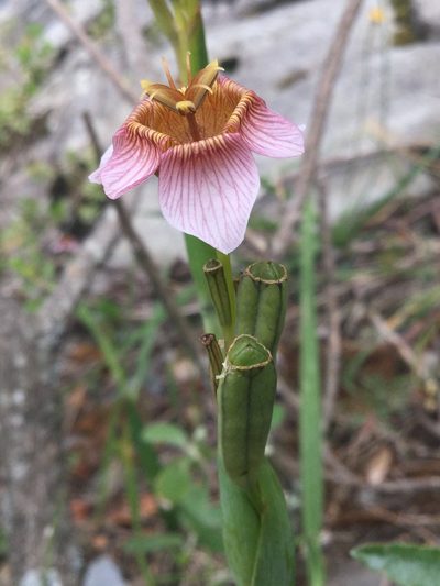 Tigridia multiflora, photographed by Erick Vélez Sánchez