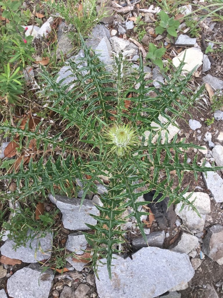 Cirsium zamoranense, photographed by Erick Vélez Sánchez