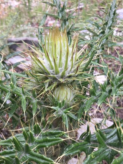 Cirsium zamoranense, photographed by Erick Vélez Sánchez