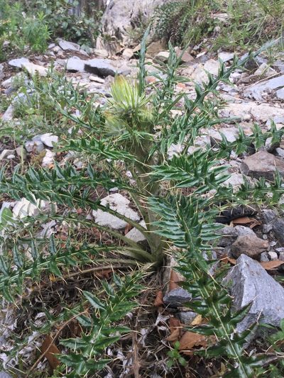 Cirsium zamoranense, photographed by Erick Vélez Sánchez