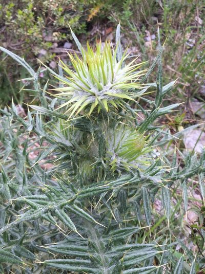Cirsium zamoranense, photographed by Erick Vélez Sánchez