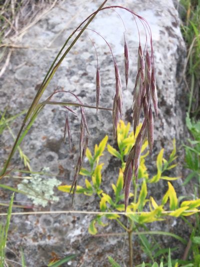 Bromus anomalus, photographed by Erick Vélez Sánchez
