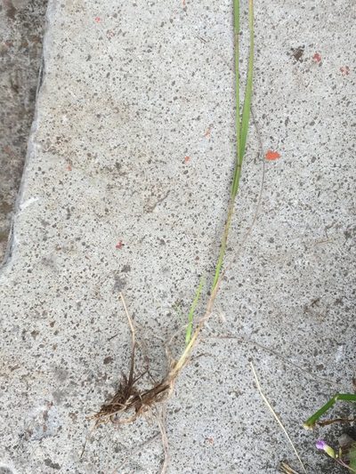 Bromus anomalus, photographed by Erick Vélez Sánchez
