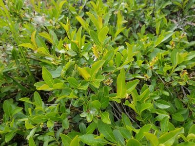 Salix myrtillifolia, photographed by Syd Cannings