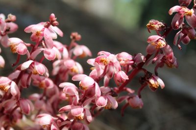 Pyrola aphylla, photographed by Loopy