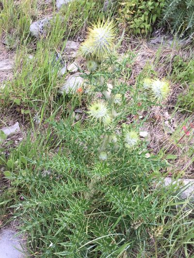 Cirsium zamoranense, photographed by Erick Vélez Sánchez