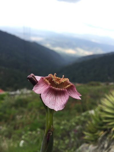 Tigridia multiflora, photographed by Erick Vélez Sánchez