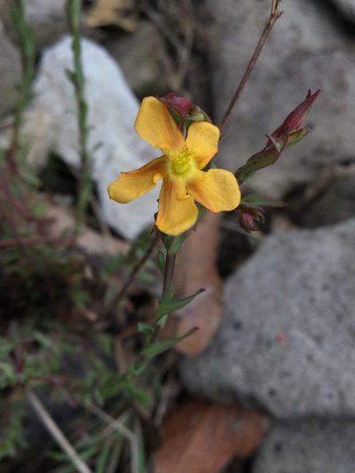 Hypericum silenoides, photographed by Erick Vélez Sánchez