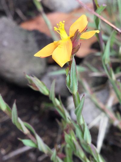 Hypericum silenoides, photographed by Erick Vélez Sánchez