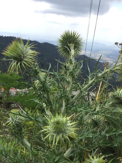 Cirsium zamoranense, photographed by Erick Vélez Sánchez