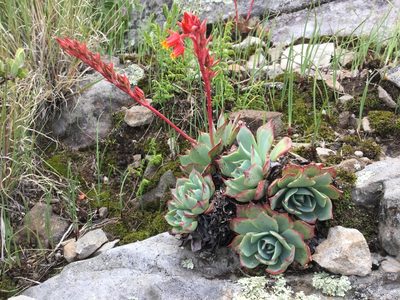 Echeveria secunda, photographed by Erick Vélez Sánchez