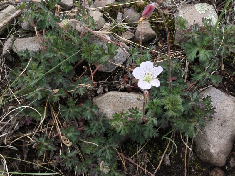 Geranium bellum, photographed by Erick Vélez Sánchez