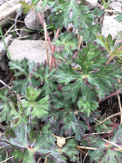 Geranium bellum, photographed by Erick Vélez Sánchez