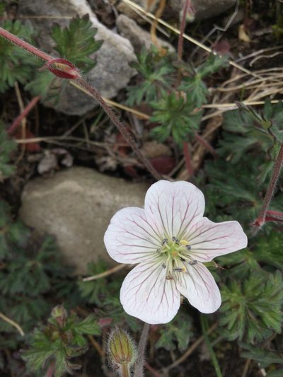Geranium bellum, photographed by Erick Vélez Sánchez