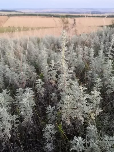 Artemisia pontica, photographed by mnauky