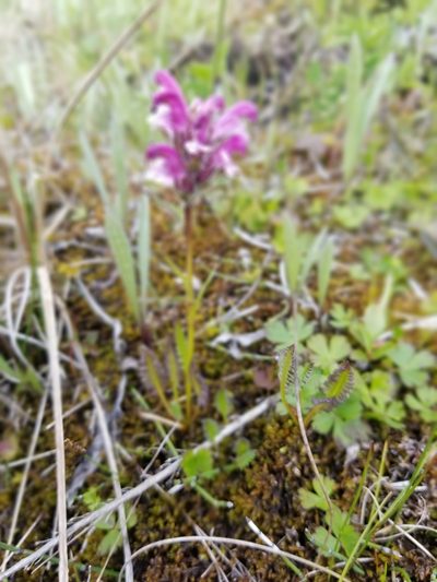 Pedicularis sudetica, photographed by Syd Cannings