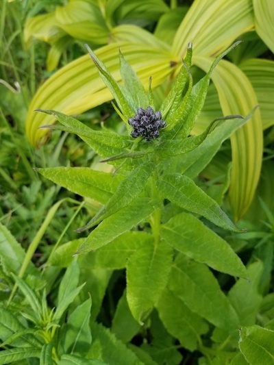 Saussurea americana, photographed by Syd Cannings